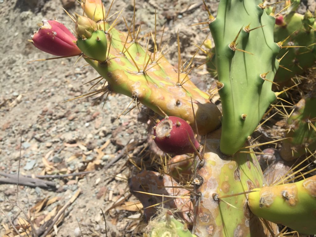 Kanarske ostrovy kaktus